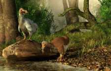 دودوها و علت انقراض آنها