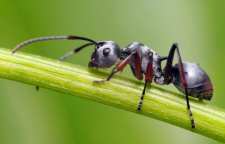 مورچه ها چگونه زندگی می کنند
