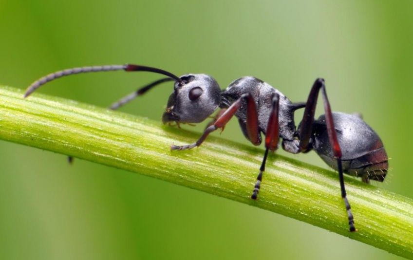 مورچه ها چگونه زندگی می کنند