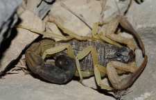 عقرب دم سیاه ایرانی