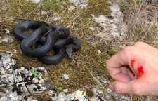 مقابله با مار گزیدگی در طبیعت