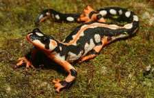 سمندر لرستانی سمندر امپراطور جهان