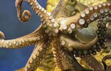 اختاپوس چگونه حرکت می کند