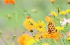 حدیث رسول اکرم صلی الله علیه و آله درباره صفای نیت