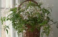 معرفی گل خوشبو و زیبای یاسمن