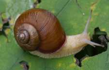 حلزون چگونه صدف دار می شود