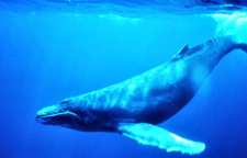 نهنگ آبی بزرگترین جانور دنیا