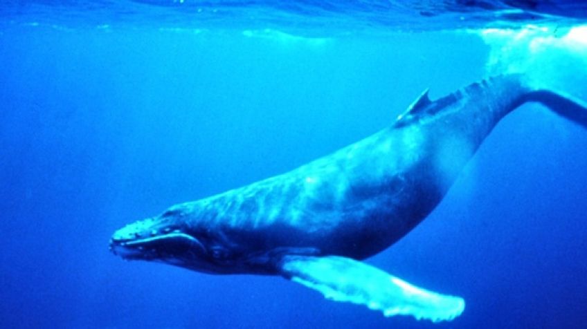 نهنگ آبی بزرگترین جانور دنیا