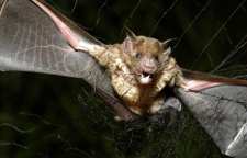 خفاش چگونه می بیند