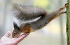 آموزش غذا دادن به سنجاب با دست