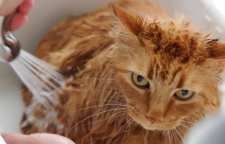 چگونه گربه را حمام دهیم