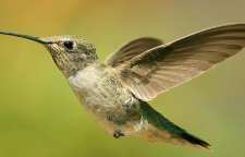 مرغ مگس سان چگونه در هوا می ایستد