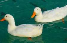 چرا اردک روی آب شناور است