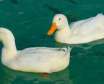 چرا اردک روی آب شناور است