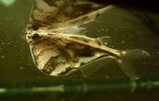 شناخت یک آبزی عجیب به نام تبر ماهی