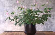 معرفی گل حساس معروف به گل قهر