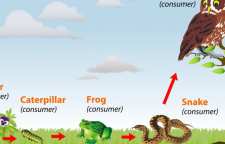 زنجیره غذایی چیست