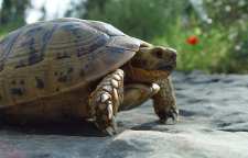 مشخصات لاک پشت مهمیزدار گونه ای از لاک پشت های خانگی