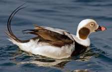 معرفی اردک دم دراز