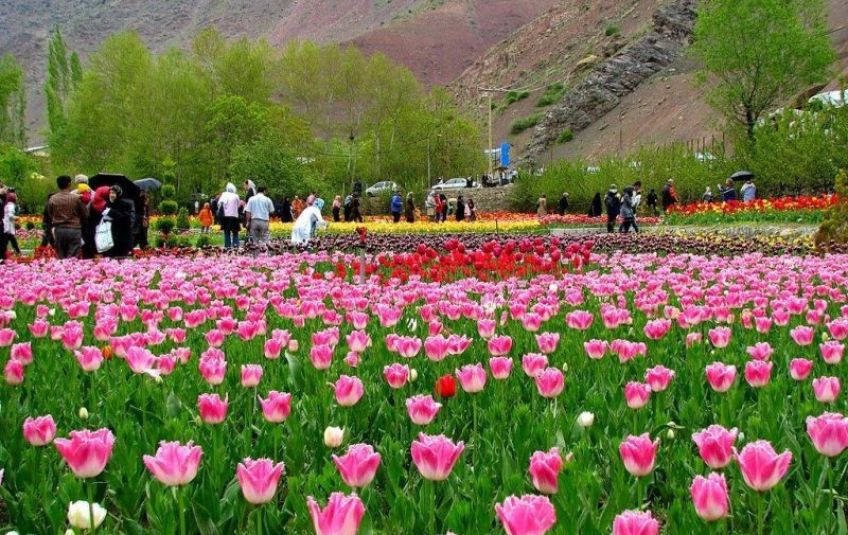 باغ گل روستای گرماب استان البرز