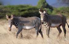 چرا گورخر ایستاده می خوابد