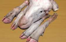 آیا کله پاچه برای سلامتی بدن مفید است یا خیر