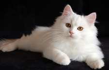 گربه ایرانی یا گربه پرشین و تاریخچه آن