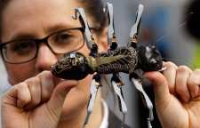 ربات های مورچه