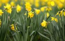 شعر زیبای عمر نرگس از رهی معیری شاعر معاصر