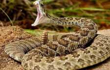 شرایط نگهداری مار به عنوان حیوان خانگی