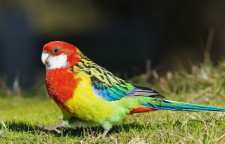 معرفی طوطی نژاد رزیلا