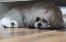 ۵ مدل اصلاح و آرایش مو سگ شیتزو