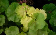 دلیل زرد شدن برگ های گل شمعدانی چیست