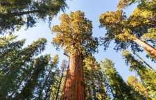 آشنایی با قسمت های مختلف درخت