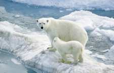 چرا حیوانات قطب جنوب منجمد نمی شوند