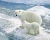 چرا حیوانات قطب جنوب منجمد نمی شوند