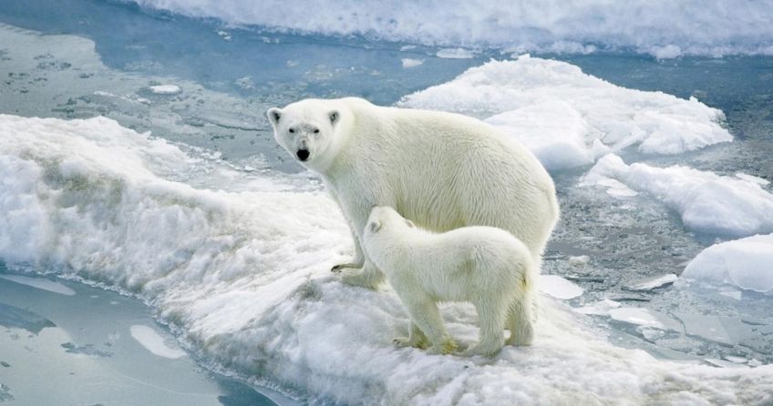 چرا حیوانات قطب جنوب منجمد نمی شوند