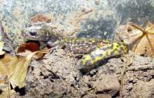 سمندر جویباری ایرانی