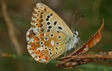 پروانه گل آفتابی