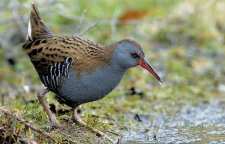 معرفی یلوه آبی از پرندگان بومی ایران