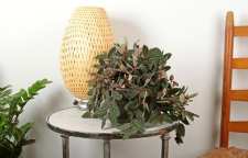 معرفی گل زیبای آپارتمانی پلونیا