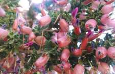 انزروت چه گیاهی است و خواص آن چیست