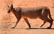 معرفی کاراکال