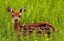 داستان کوتاه و آموزنده مکافات عمل