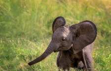 چرا گوش فیل بزرگ است