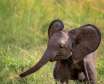 چرا گوش فیل بزرگ است