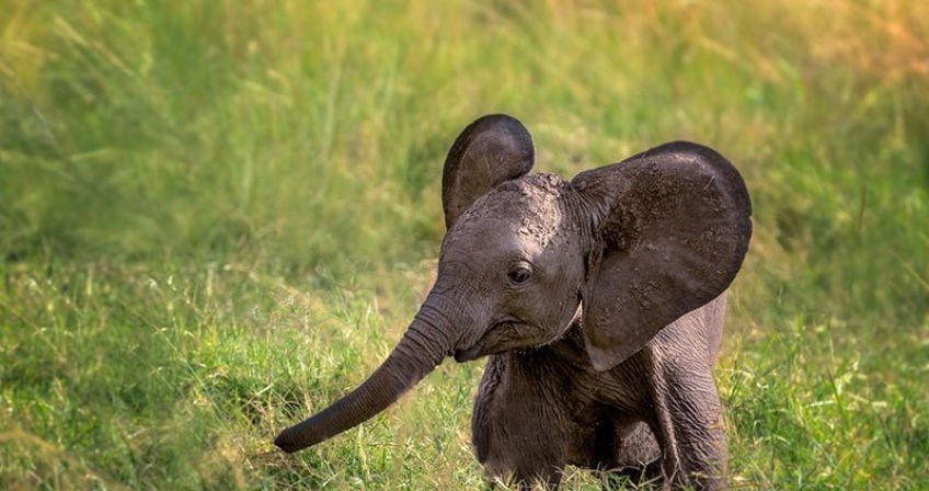 چرا گوش فیل بزرگ است