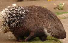 تشی بزرگترین جونده ایران