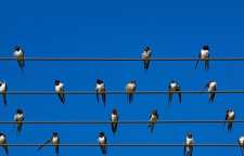 چرا پرندگان روی سیم های برق دچار برق گرفتگی نمی شوند