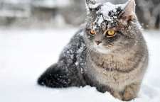 حیوانات چگونه خود را گرم می کنند